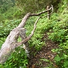 Plants: image 18 Of 208 Thumb